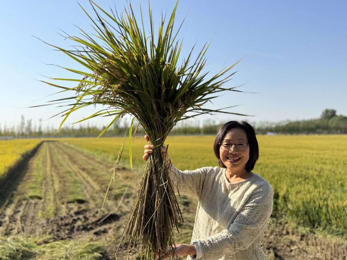 金黄的稻田里，手捧一束刚收割的稻穗