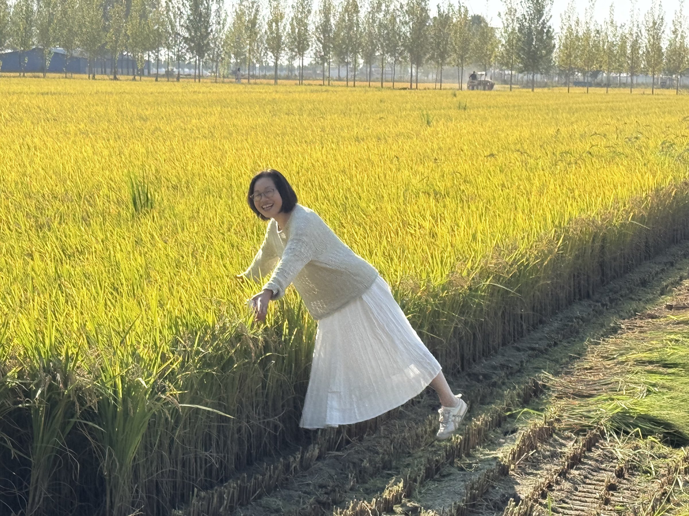 金黄的稻田边，穿白裙的人伸手抚过稻穗，开怀大笑